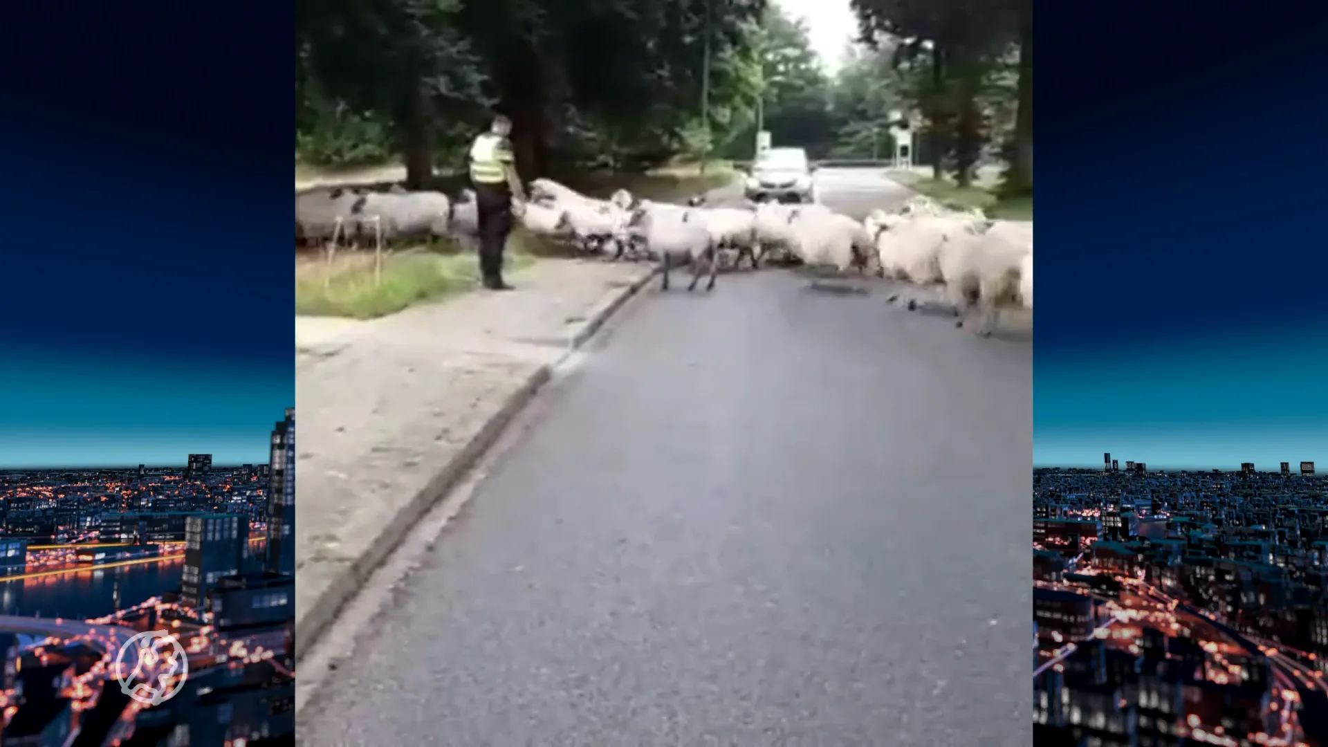 Politie ingezet als herder na melding loslopende schapen in Lichtenvoorde