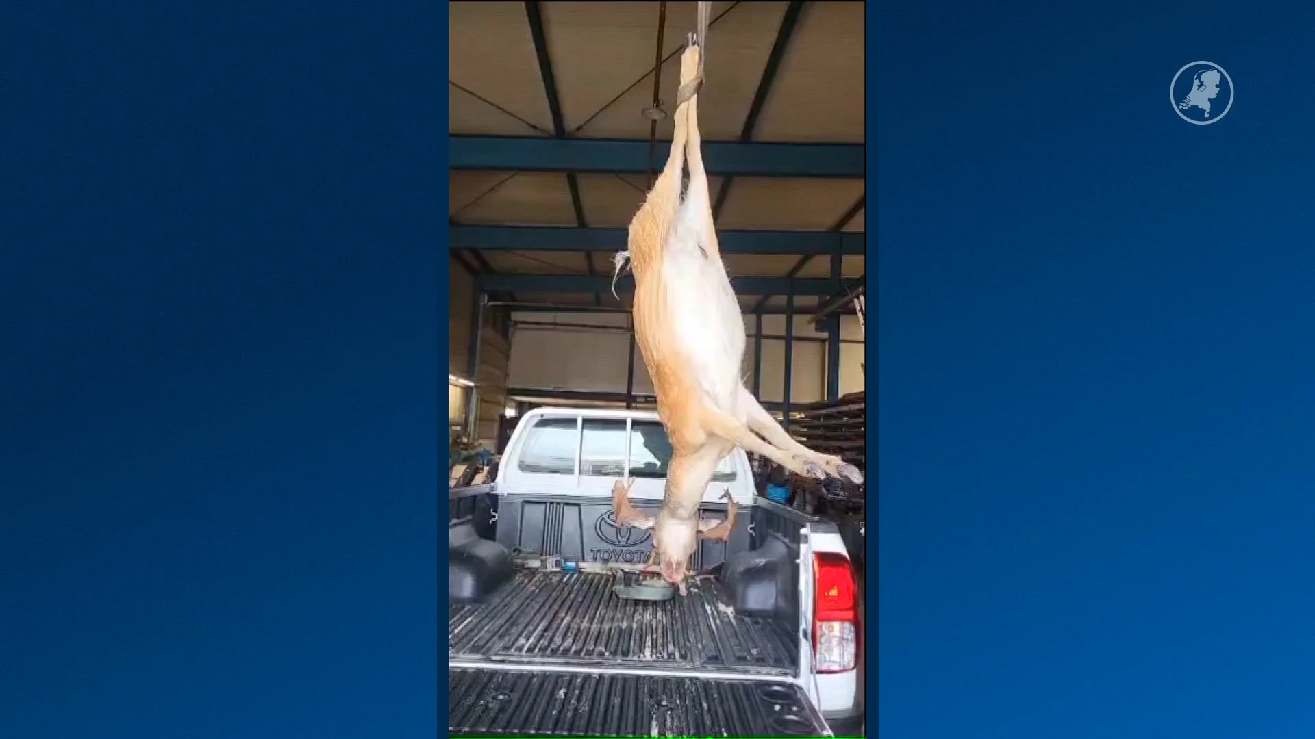 Dood hert aangespoeld op strand Heemskerk