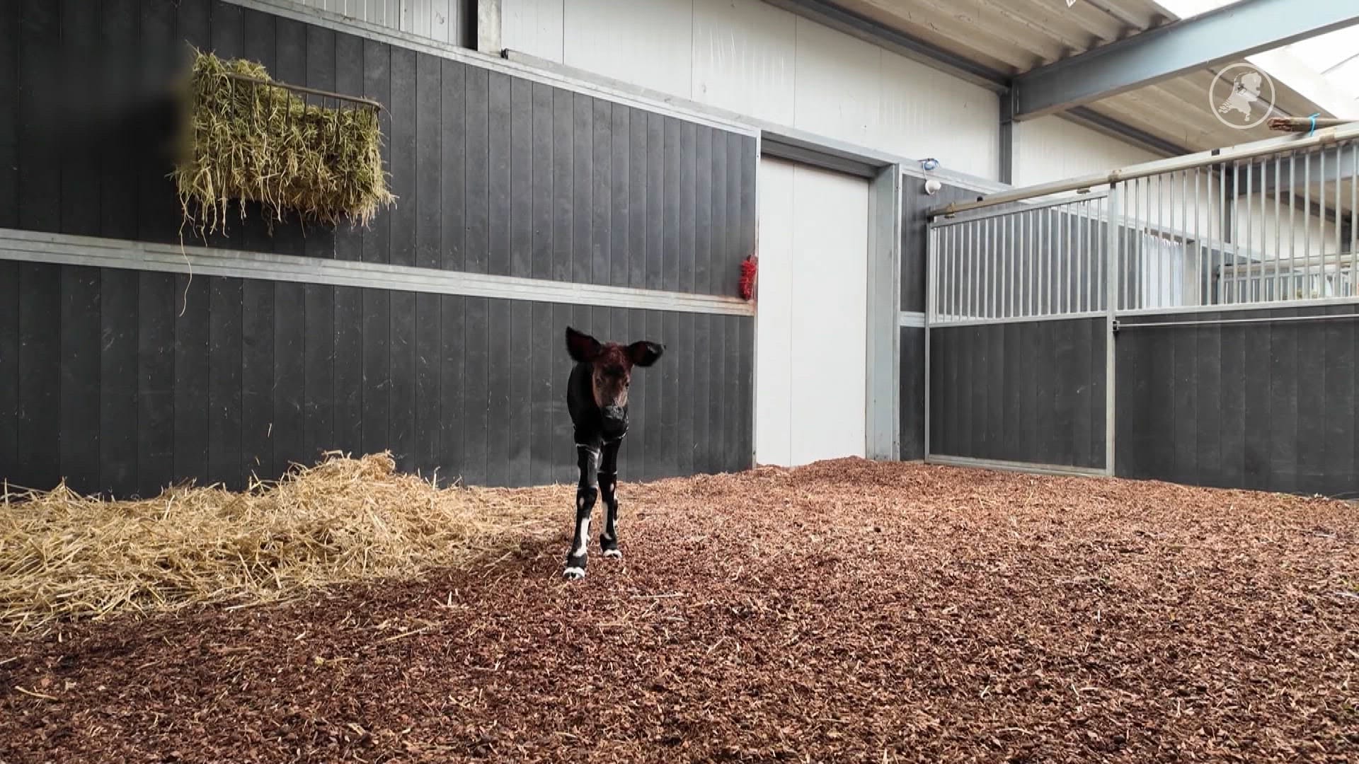 Beekse Bergen verwelkomt zeldzame okapi
