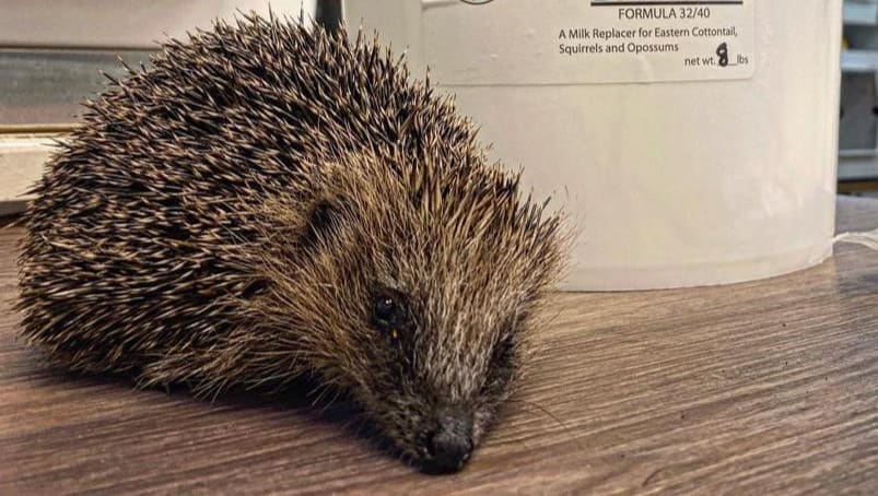 Dief steelt kluis met donaties van egelopvang Papendrecht: 'Hij wist hoe hij binnen moest komen'