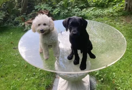Gezinsuitbreiding voor koningspaar op Werelddierendag: Mambo krijgt gezelschap