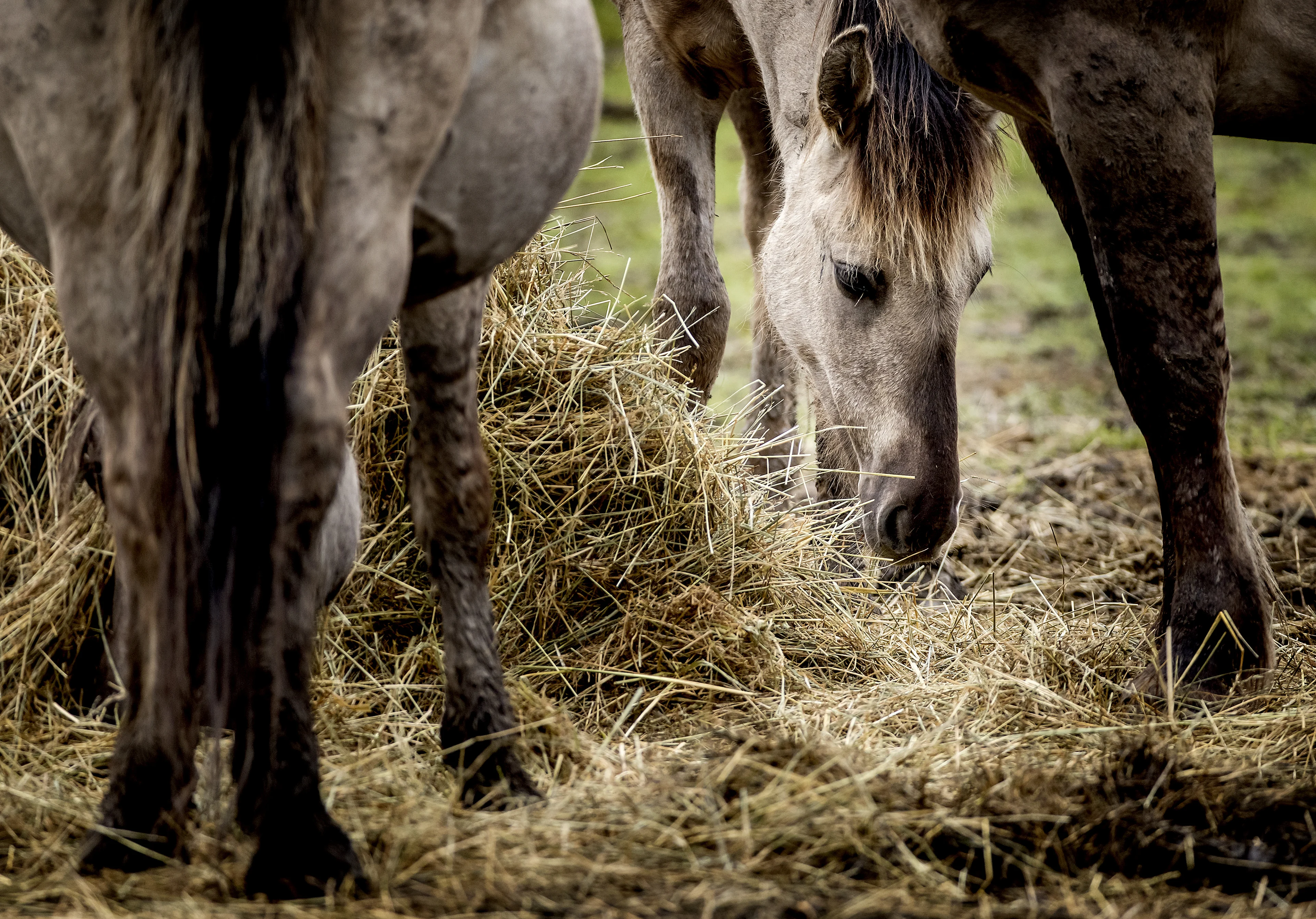 Actievoerders dumpen hooi op drie plekken bij Oostvaardersplassen