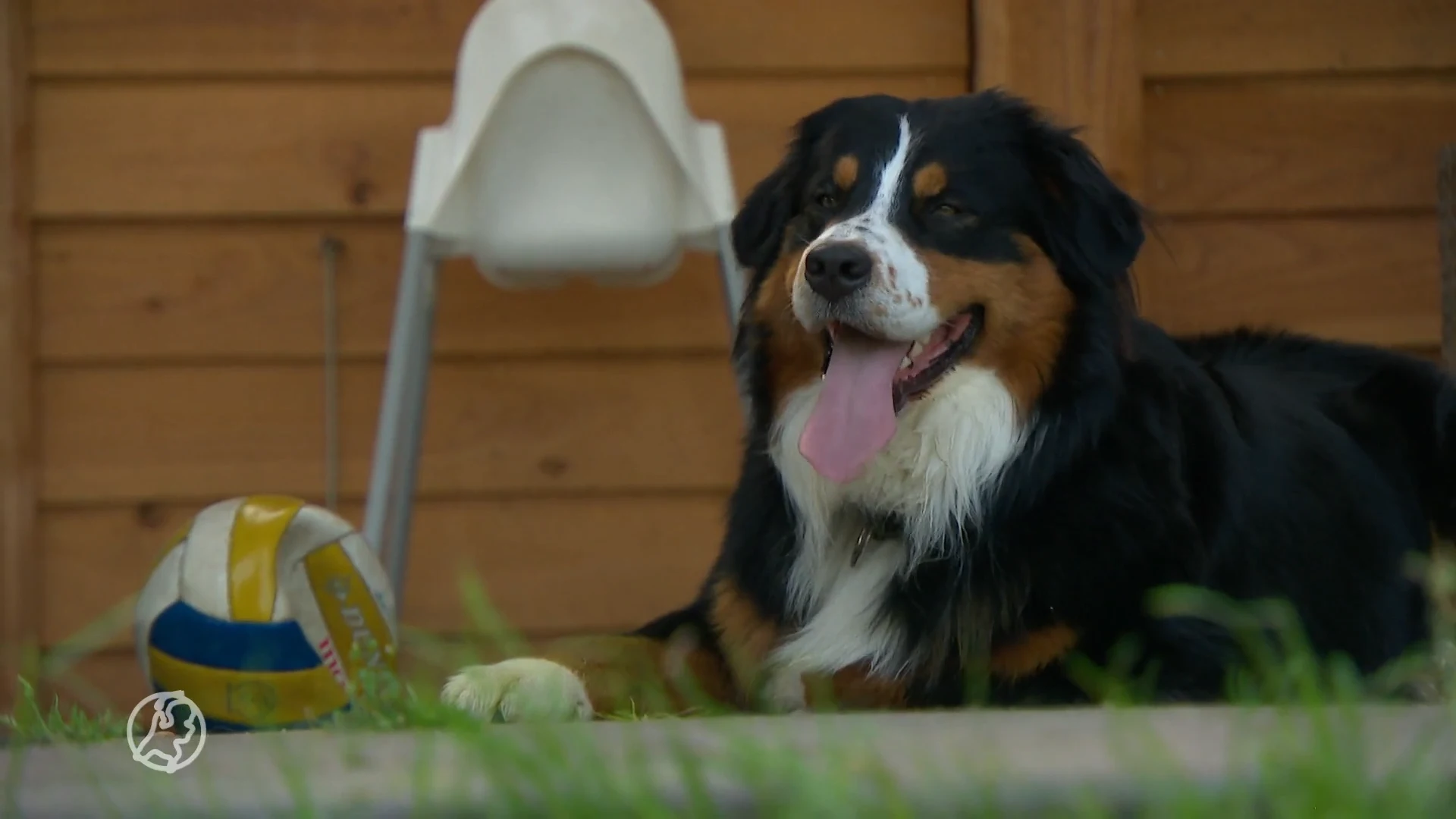Vaccinatiecijfer bij huisdieren zorgwekkend laag: 'Hij was meer dood dan levend'