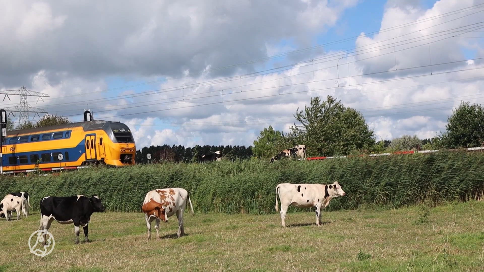 Koeien klimmen op spoor en zetten treinverkeer stil