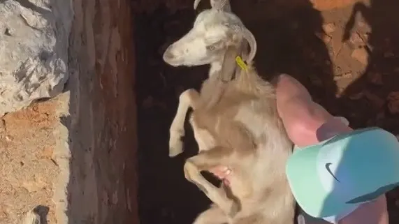 Demi Vollering redt geit uit put