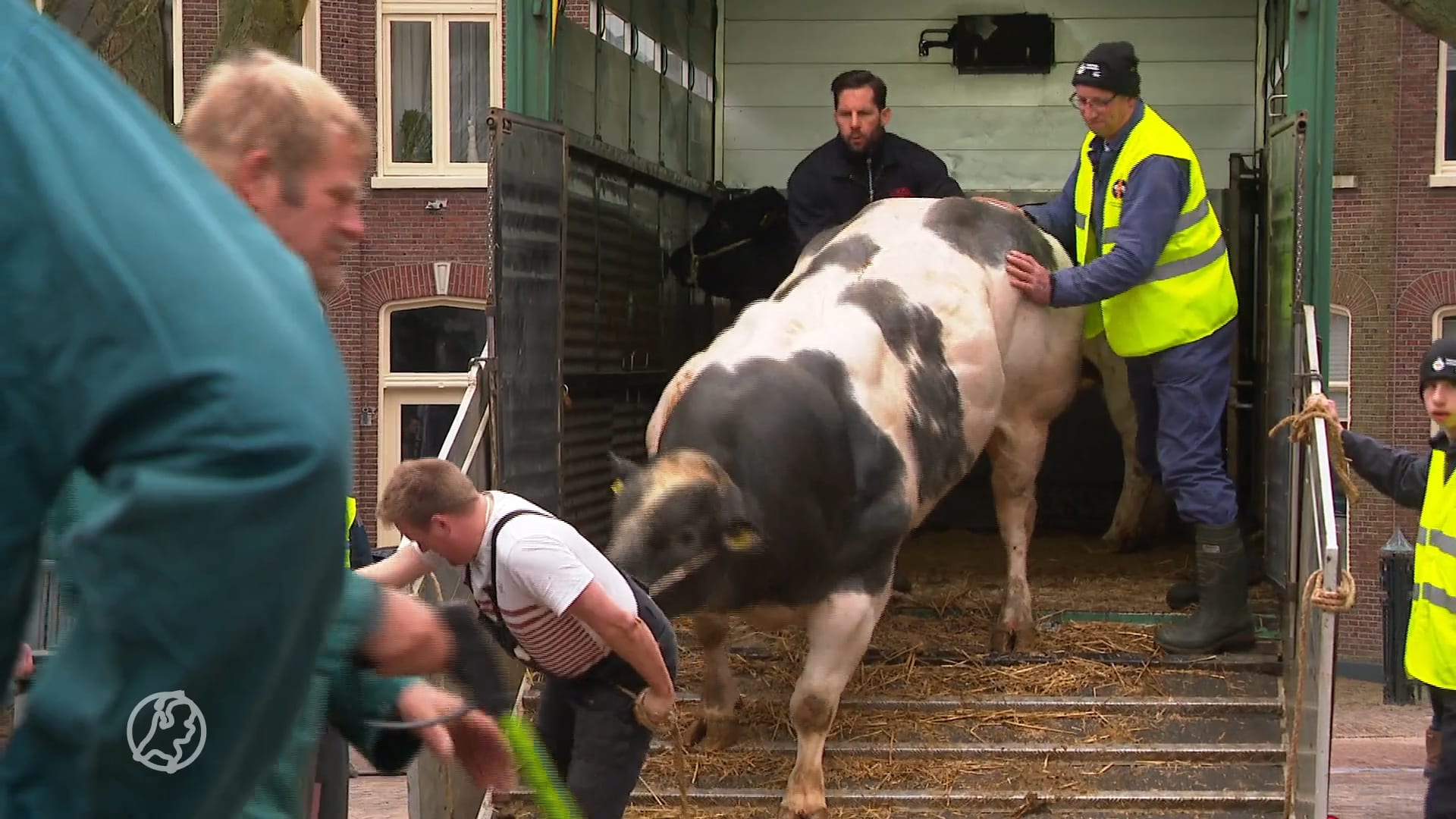 Welke koe is het mooist? Boer Jacob doet (weer) mee met Paasvee in Schagen