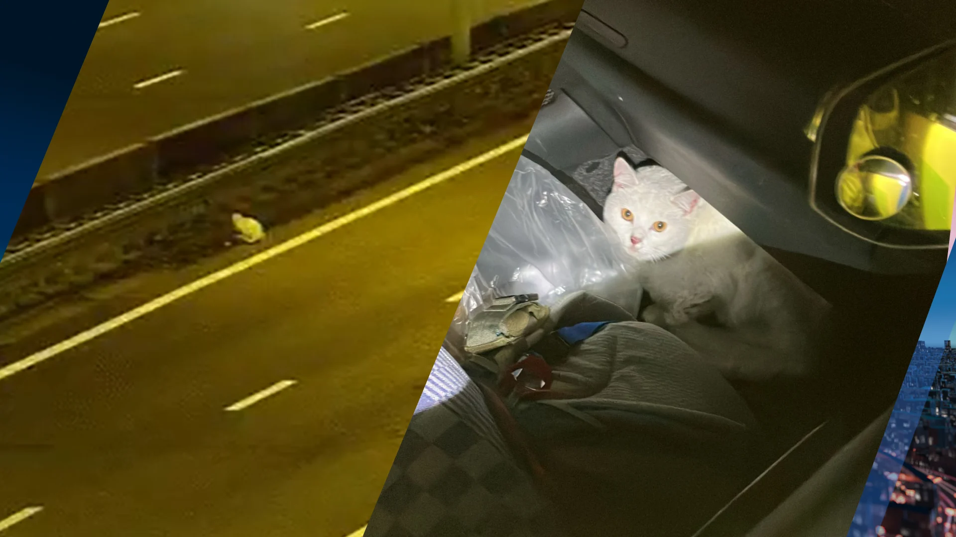 Weginspecteur haalt harige 'problemenzoeker' van snelweg af