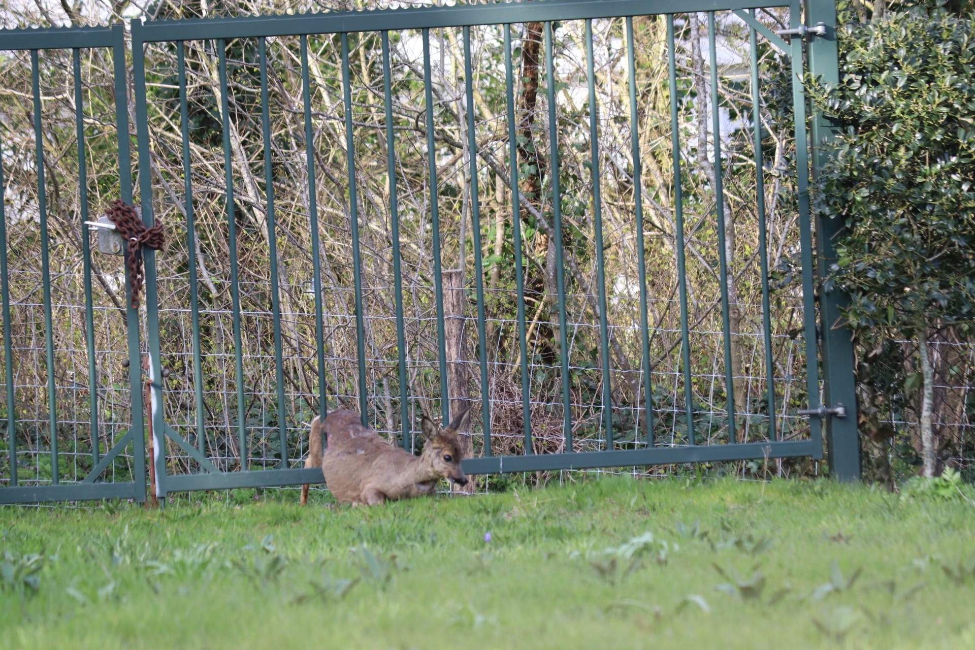 Hertje komt vast te zitten in hek in Noordwijk, brandweer schiet te hulp
