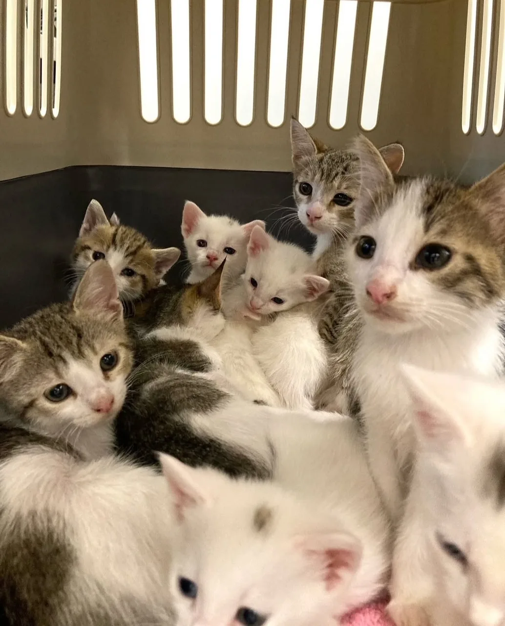 42 katten uit één woning gehaald: 'Vraag hulp en laat je dieren steriliseren'