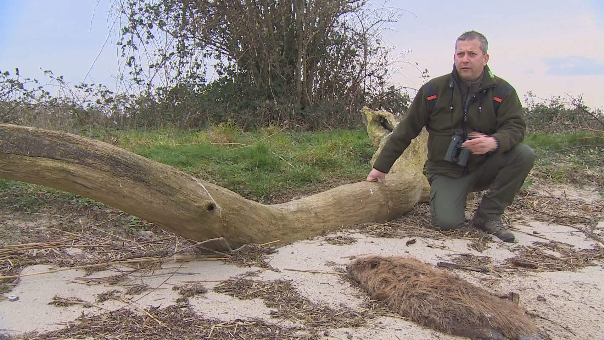 Bevers en reeën massaal doodgereden in Biesbosch door hardrijders