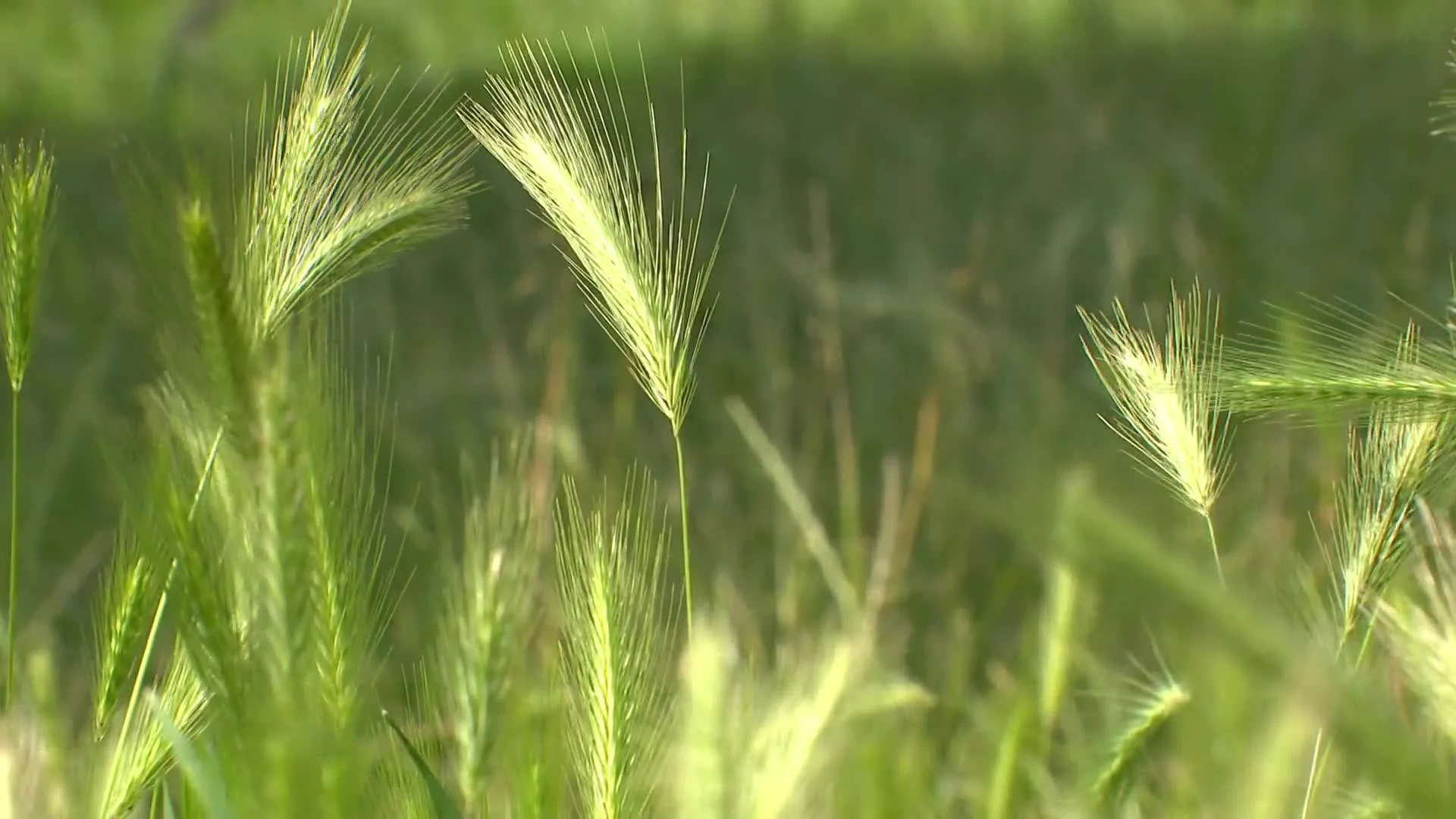 Honden- en kattenbaasjes opgepast: 'Grasaren eerder en groter'   