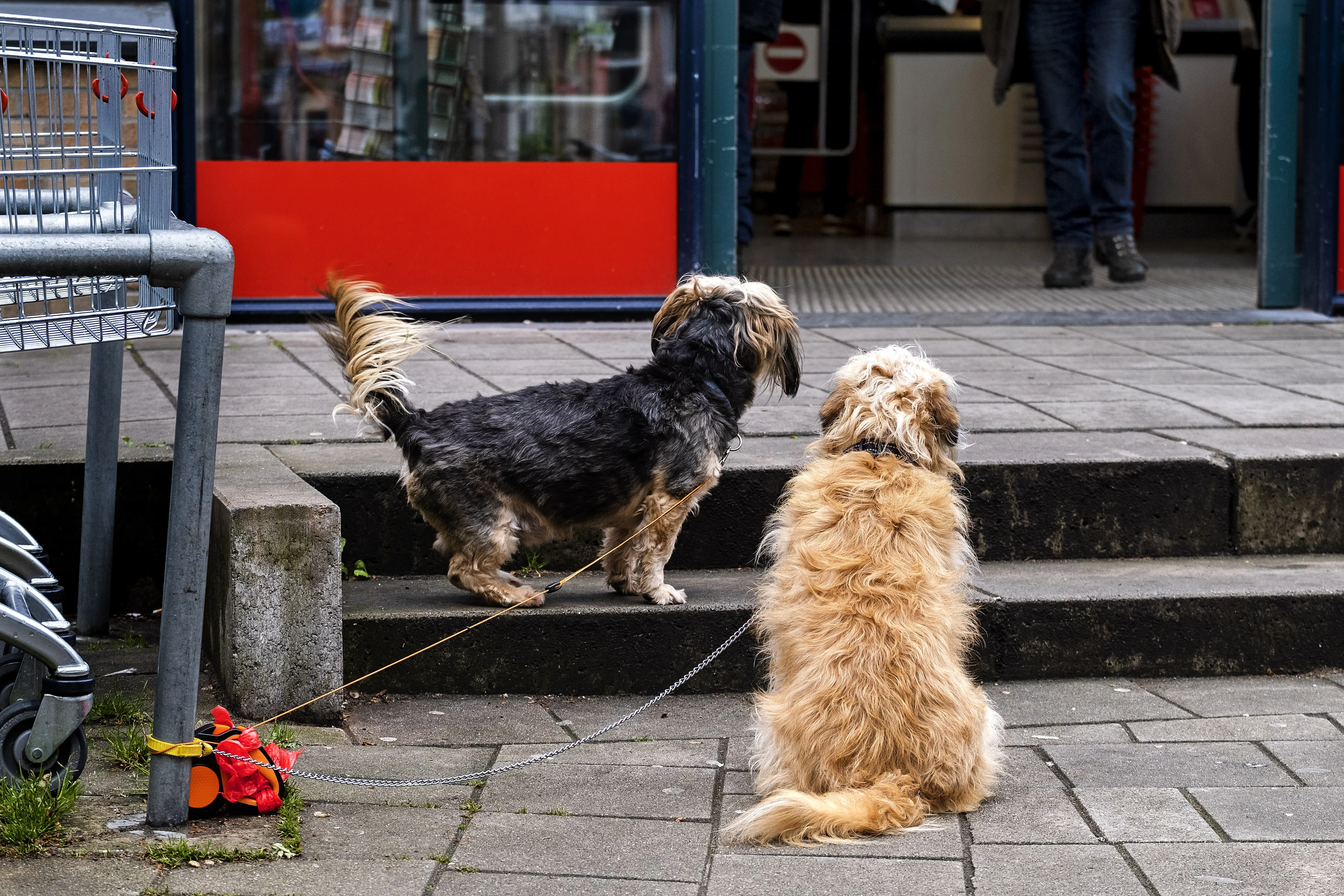 Nooit meer je hond vastbinden bij de supermarkt: luxe bench biedt uitkomst