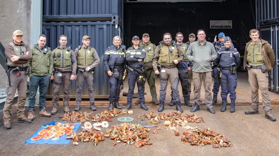 Grote actie tegen paddenstoelen stropen in het bos, 1 dief betrapt met 14 kilo