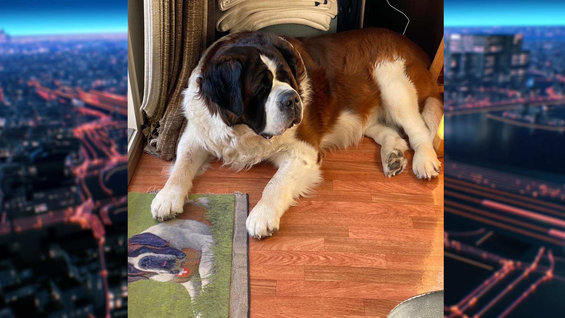 Woningcorporatie zet Dick (76) uit Lisse en zijn Sint-bernardshond op straat