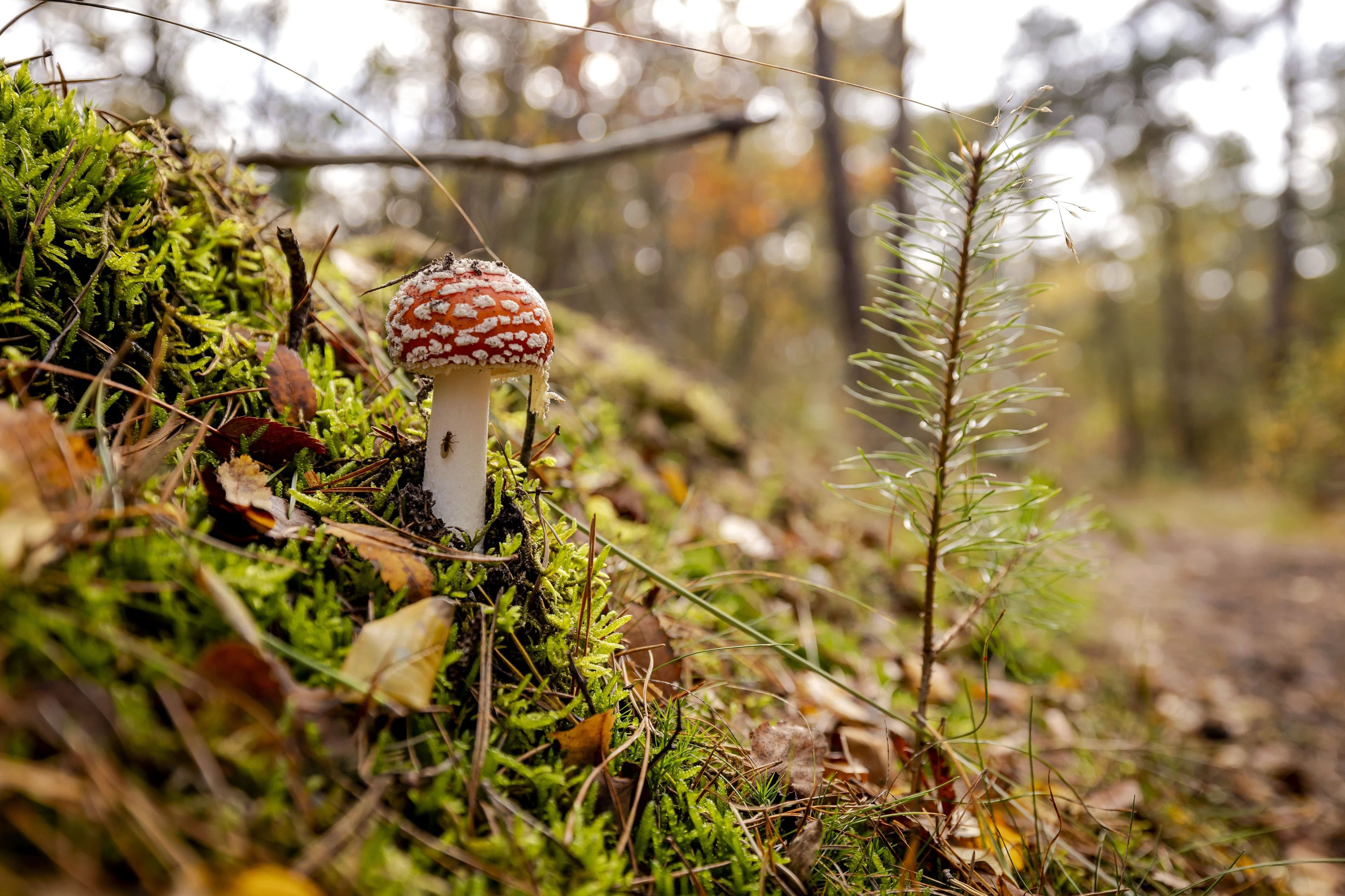 Herfstweer blijft wisselvallig met wolken, zon en kans op lichte regen