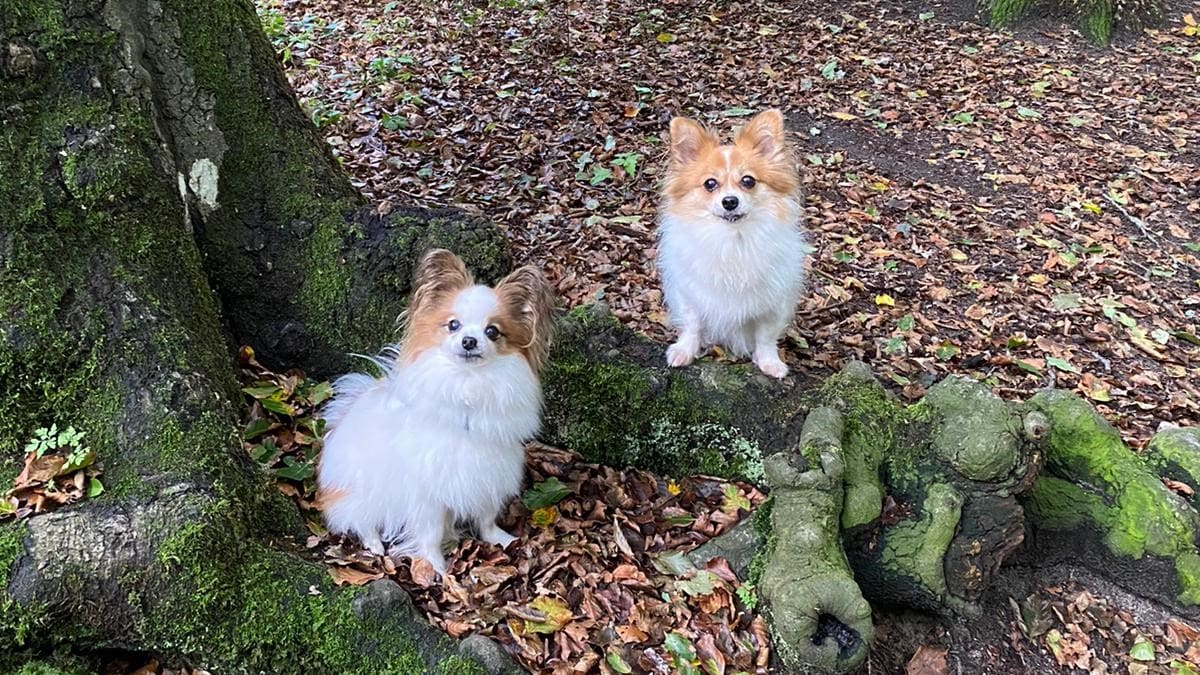 Sharons hondje Fiducia werd doodgeschopt door voorbijganger: 'Ik voelde dat er geen leven meer in haar zat'