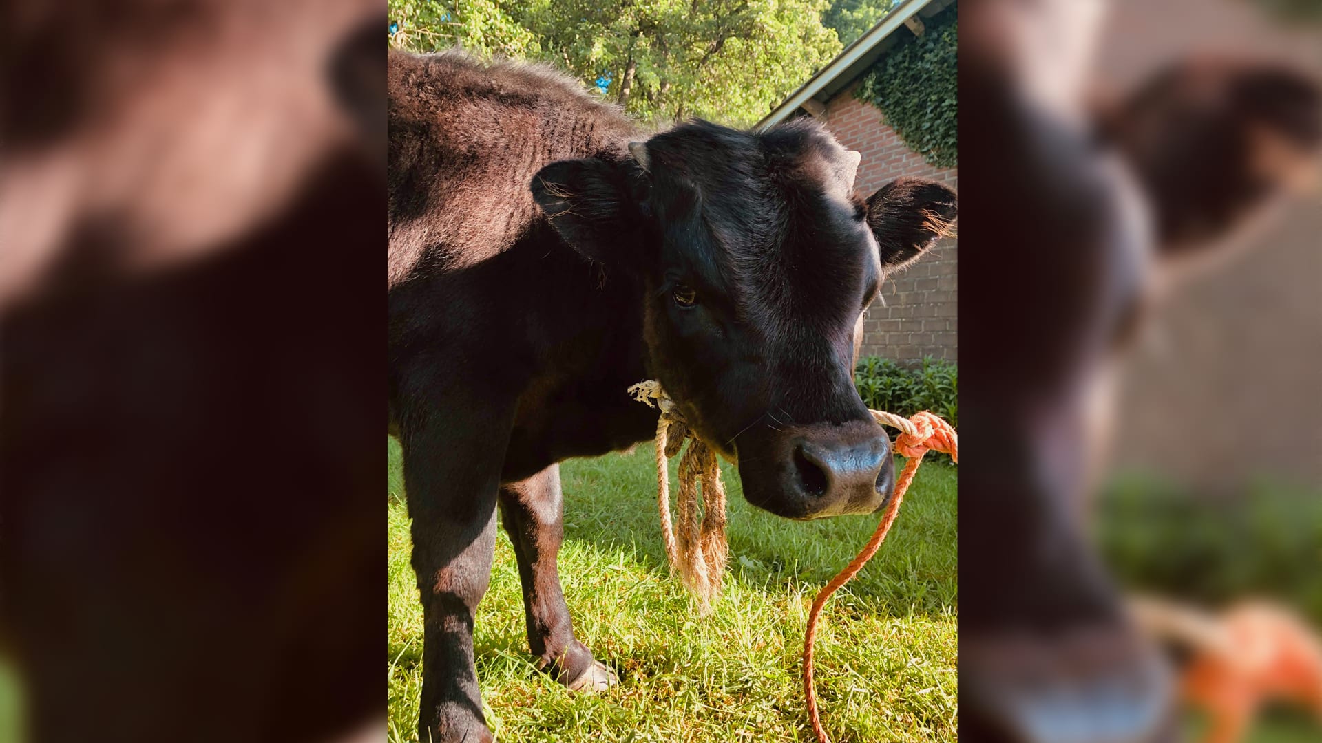 Waar is Dexter? Stierkalfje voor de tweede keer in drie dagen tijd ontsnapt