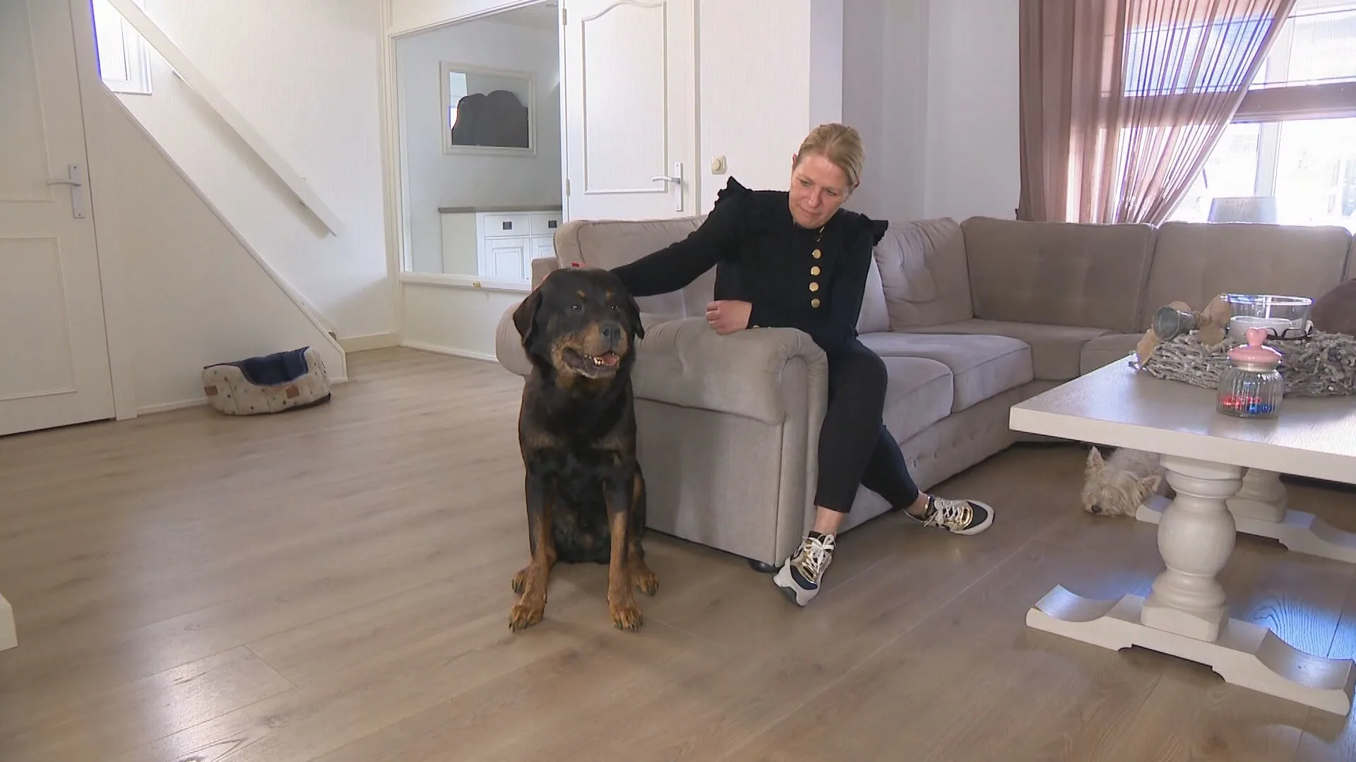 Steeds meer mensen overwegen hun huisdier op te zetten: 'Alleen het bezoek kijkt er soms raar van op'