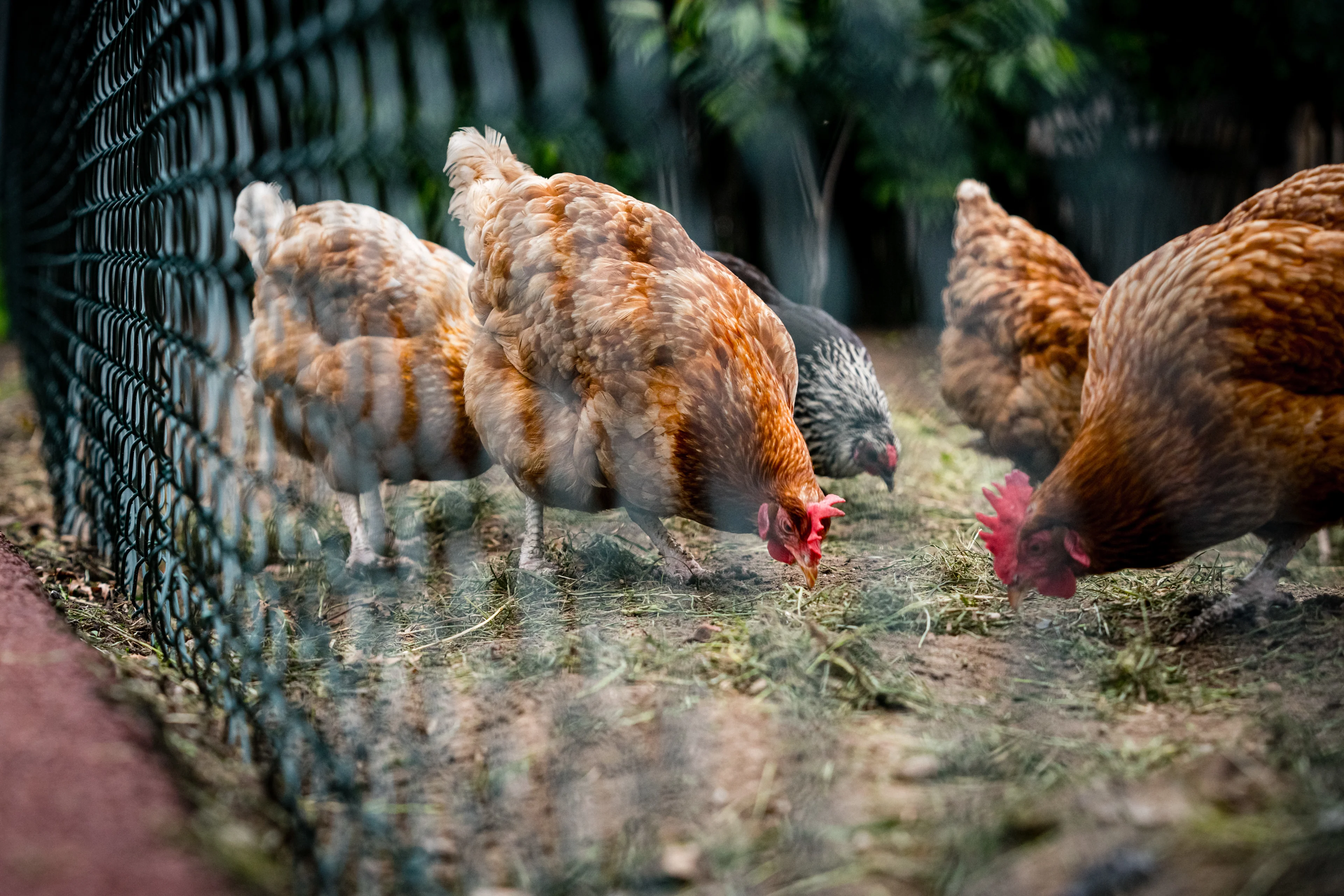 Landelijke ophokplicht voor pluimvee vanwege zeer besmettelijke variant van vogelgriep