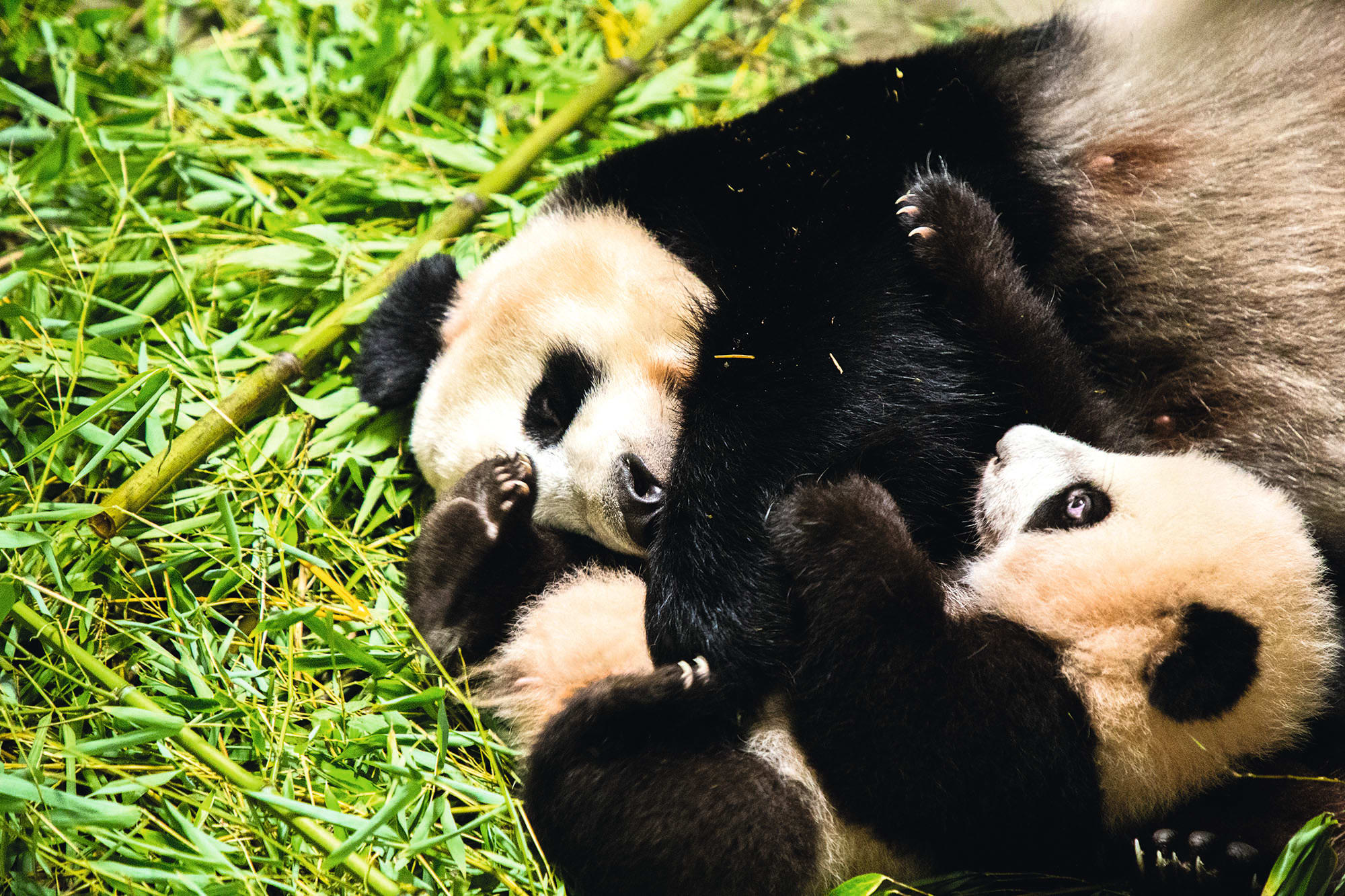 Babypanda Fan Xing vrijdag eindelijk in het echt te bewonderen
