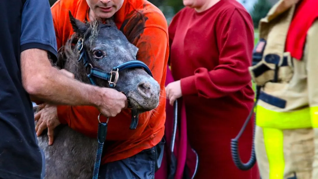 Pony's schrikken en belanden met menwagen en al in de sloot