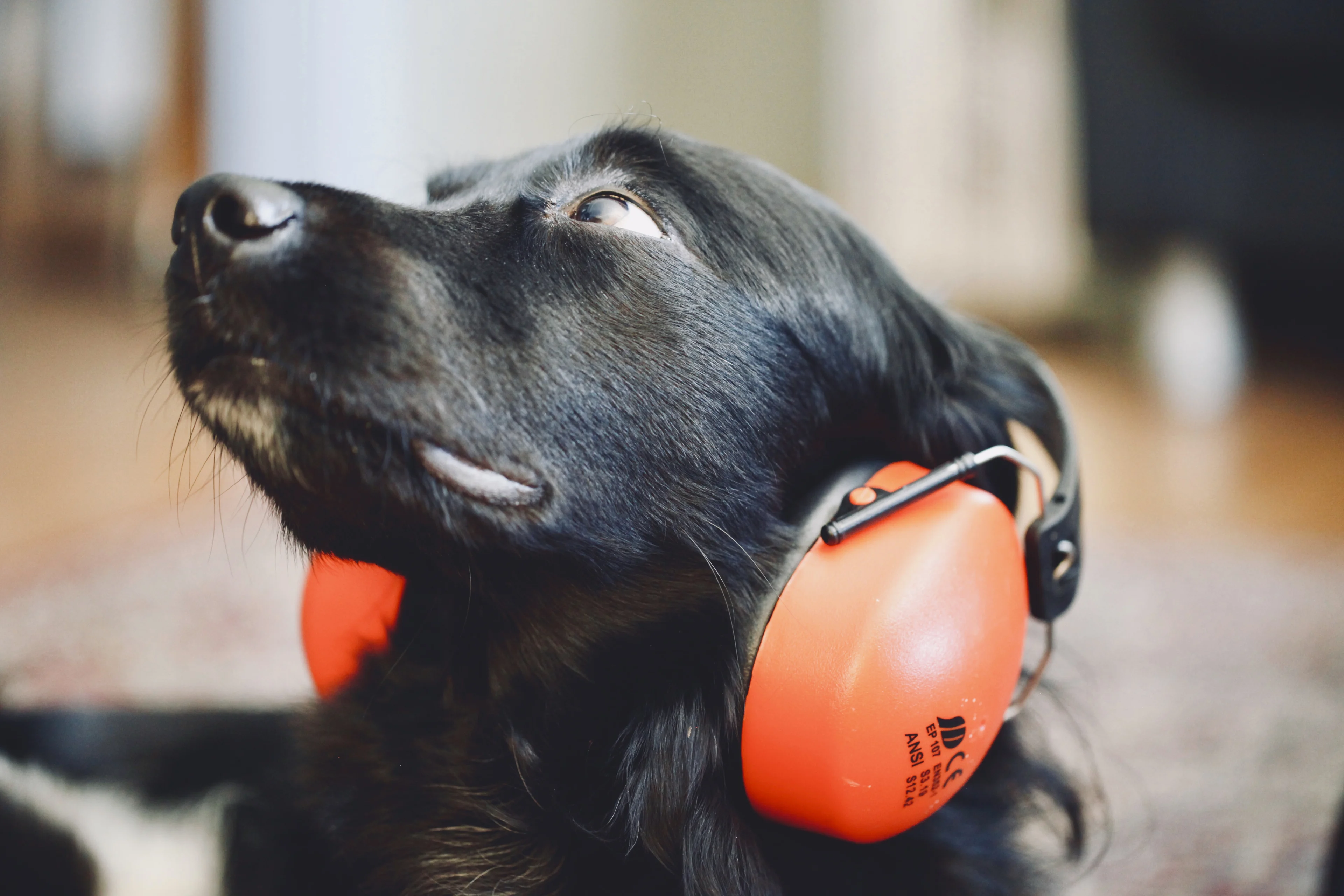 Geluidsoverlast piekt sinds corona-uitbraak: hoeveel werd er geklaagd in jouw gemeente?