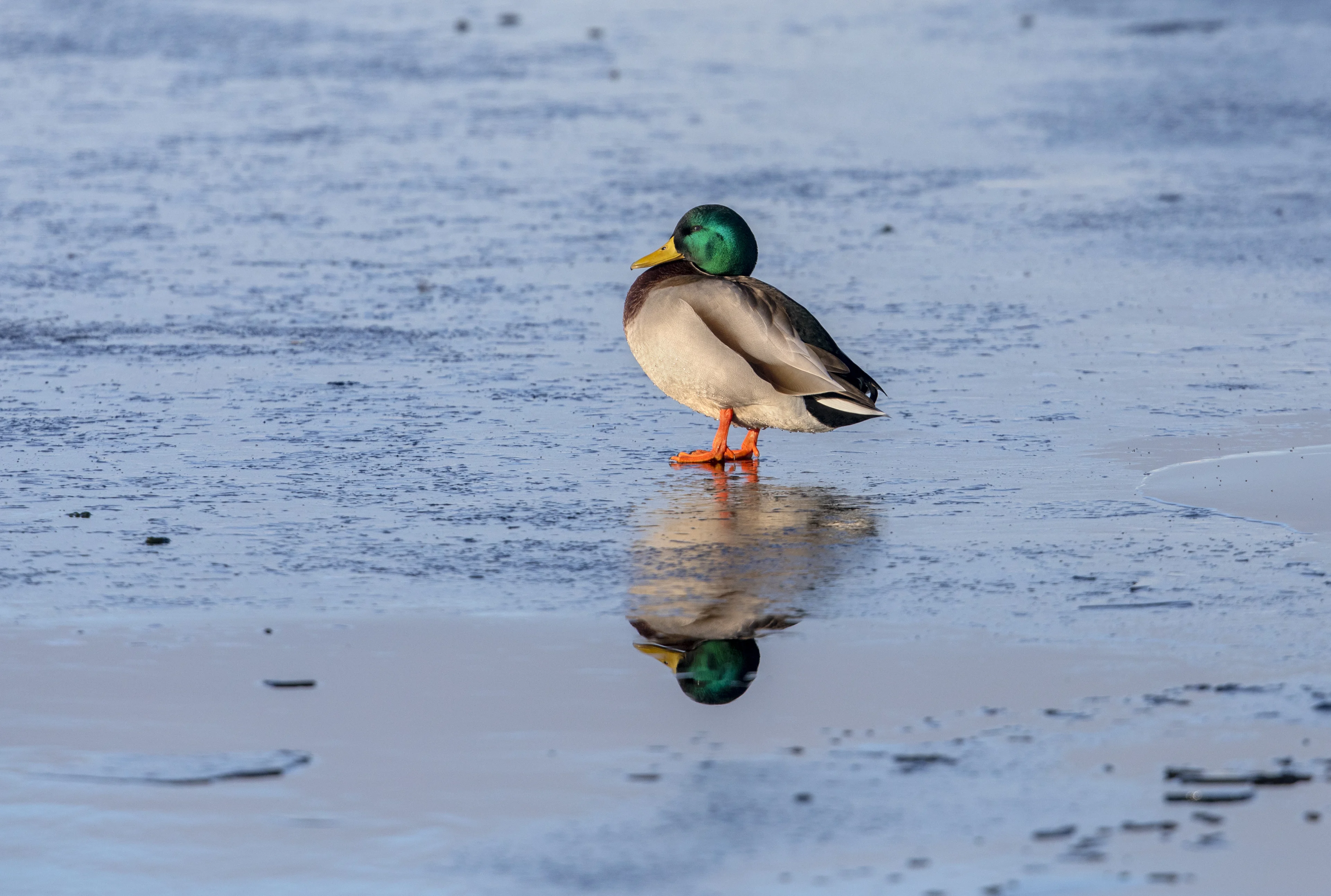 Hoop voor winterliefhebbers: komend weekend kan het flink koud worden