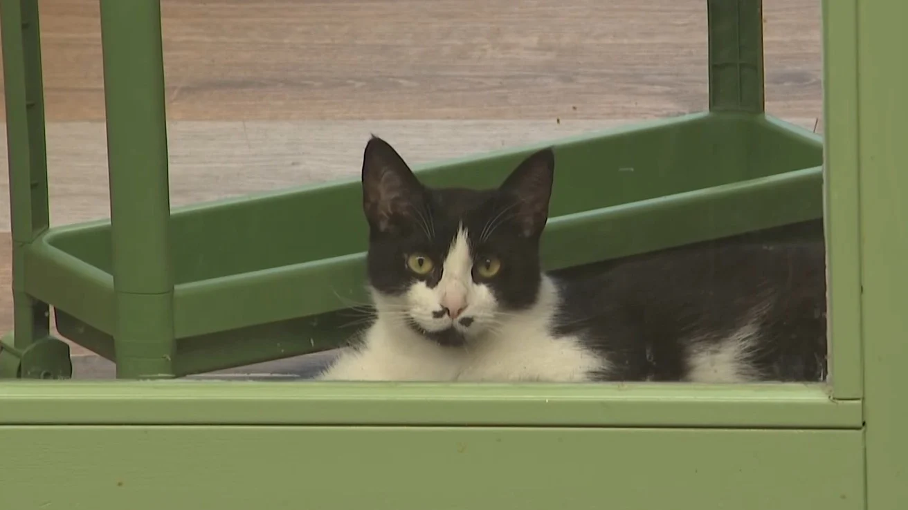 Steeds meer verwaarloosde huisdieren: 'Door problemen bij baasje'