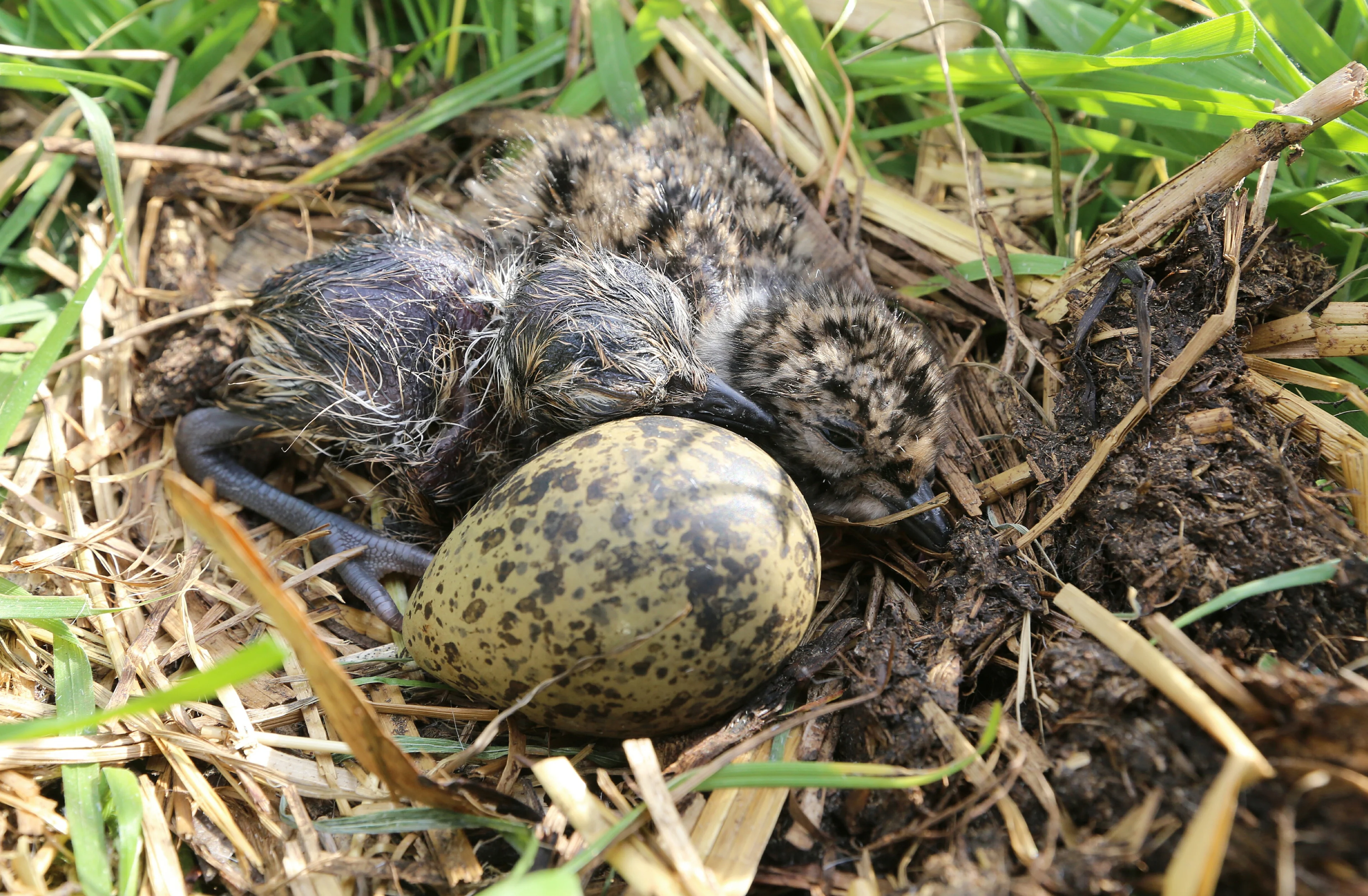 Lente echt in aantocht: eerste kievitsei gevonden in Gelderland