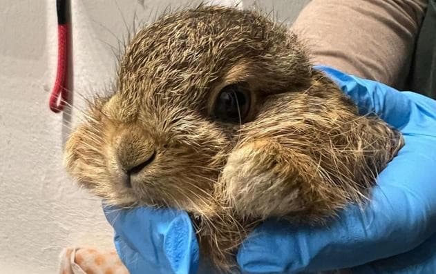 Eenzaam babyhaasje gevonden? 'Raak ze niet aan!'