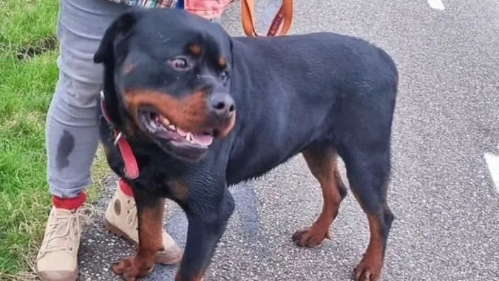 Hond moederziel alleen achtergelaten aan hek: 'Wie herkent deze lieverd?'