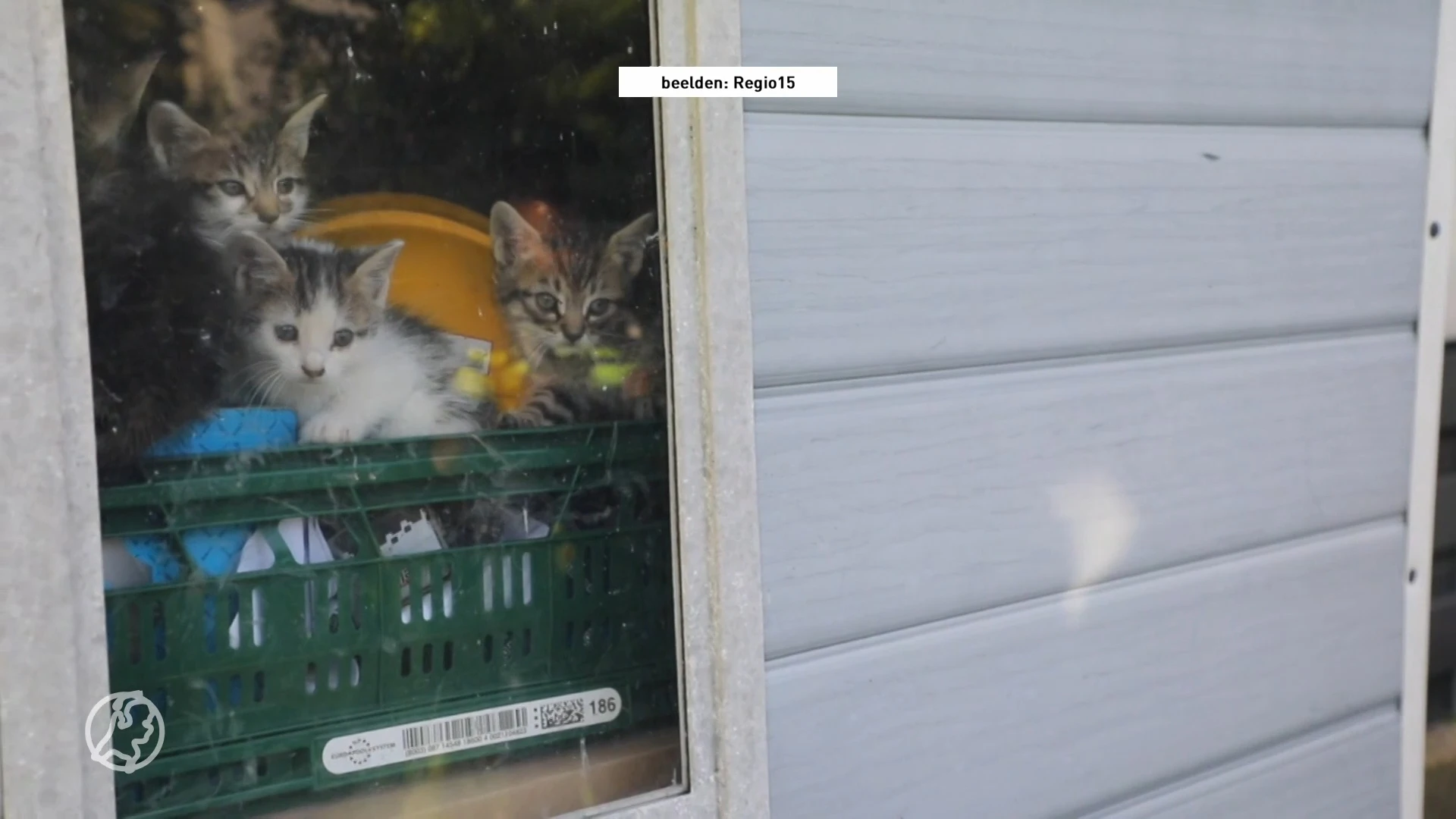 Buren redden opgesloten kittens uit schuur, baasje op vakantie