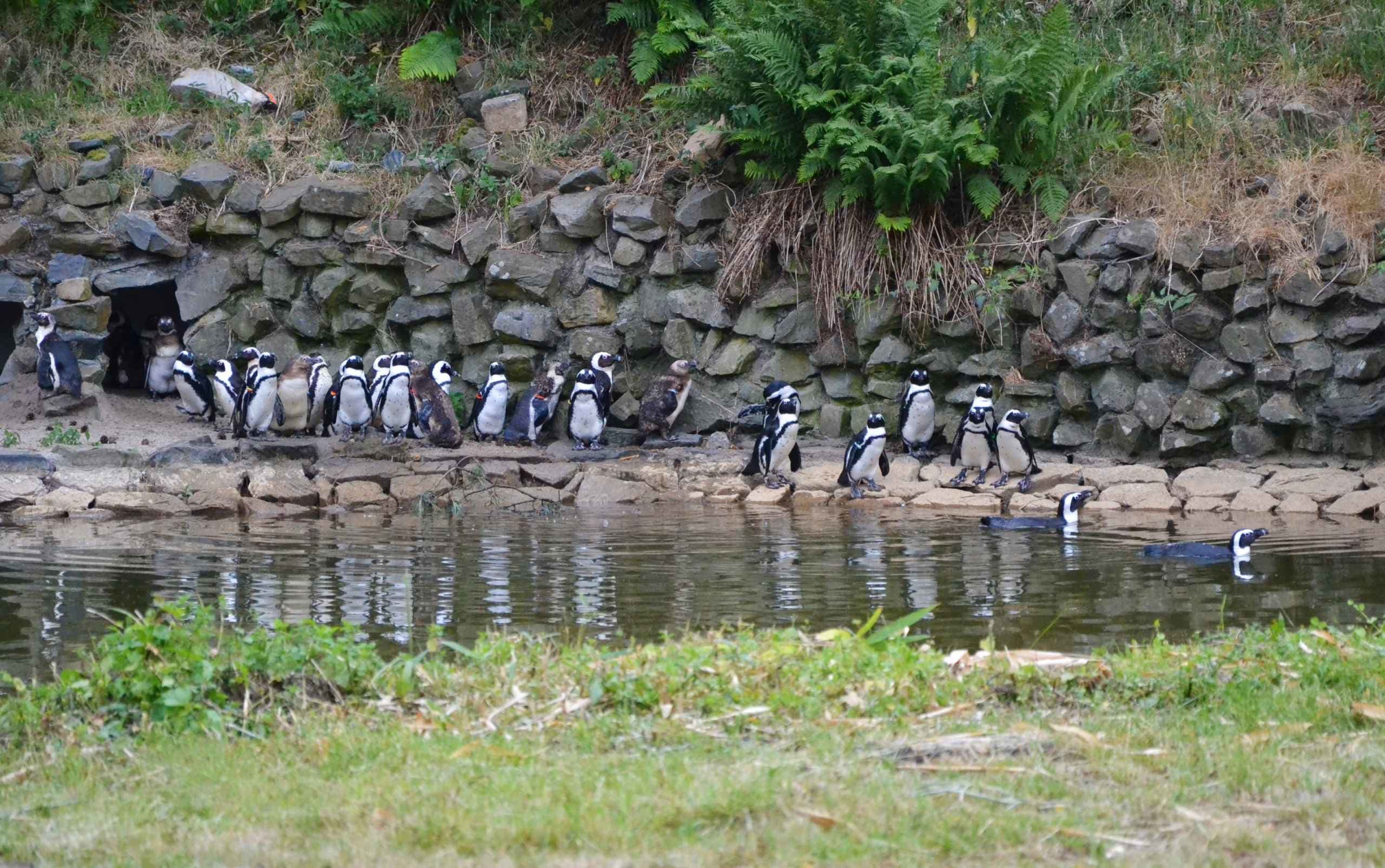 Veertien pinguïns gestorven in Safaripark Beekse Bergen: 'Klap voor verzorgers'