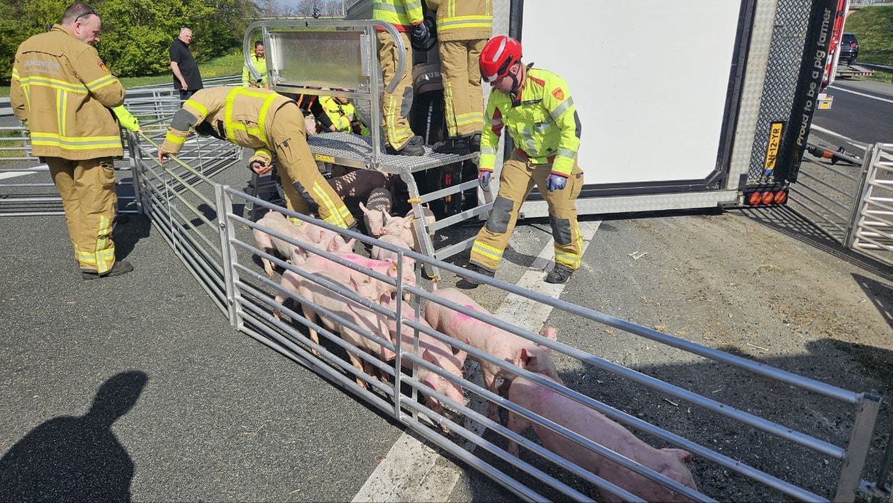 Opgelucht nieuws na kantelen vrachtwagen: alle biggen ongedeerd
