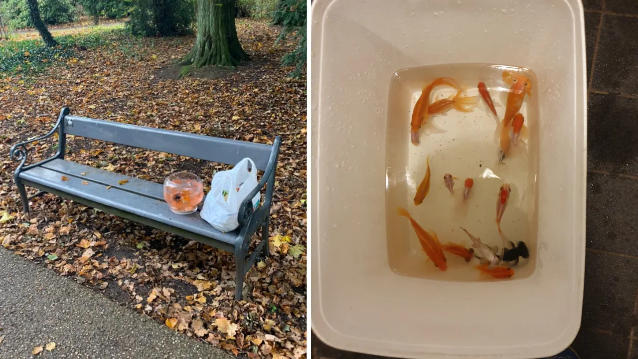 Kleine kom met zeventien goudvissen gedumpt in park