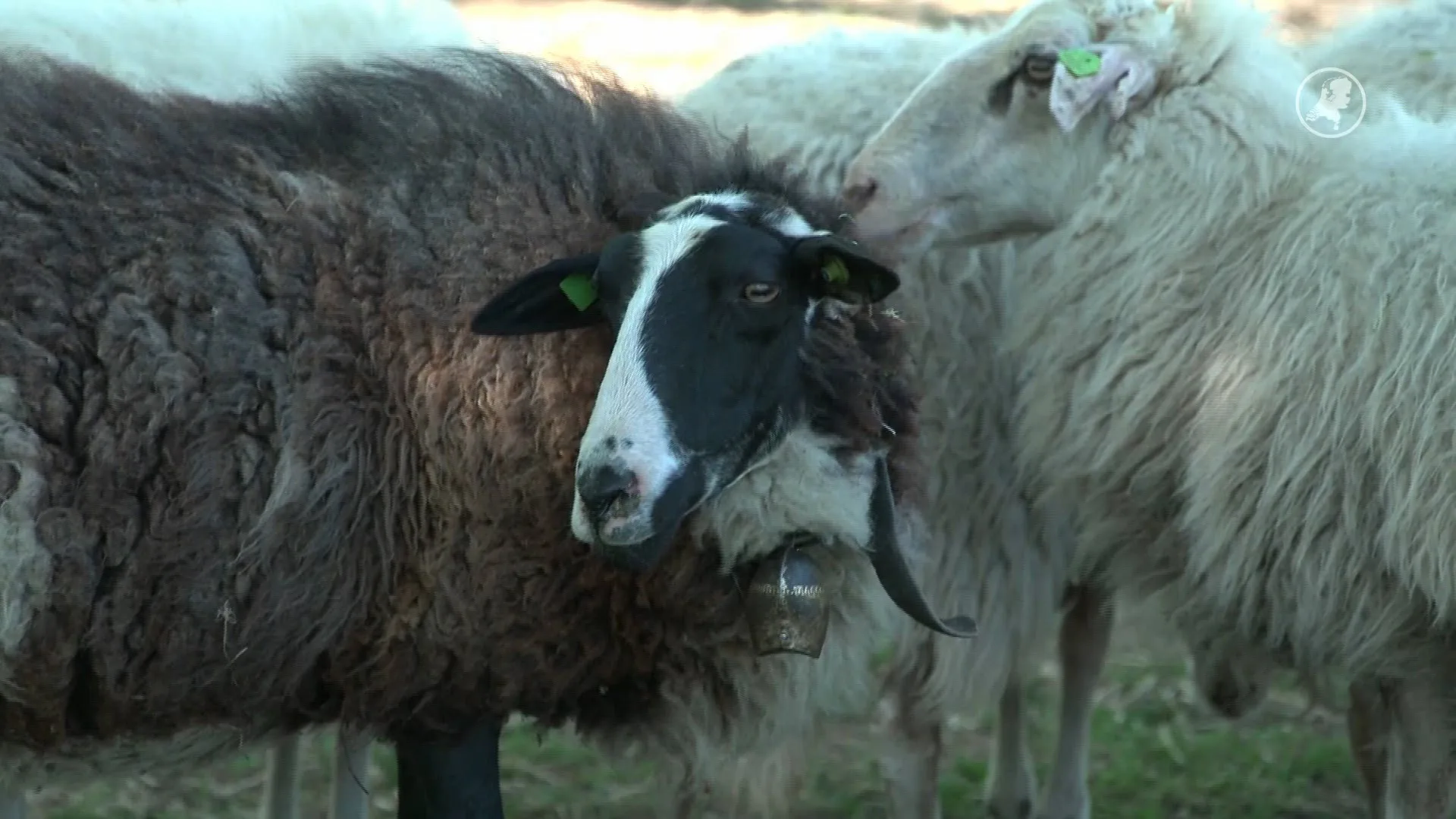 Schaapskudde Elspeet stopt door klagende omwonenden
