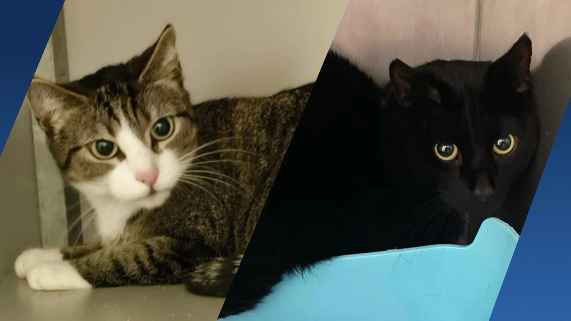 Drie katten gedumpt in Rotterdam, één letterlijk de deur uitgegooid