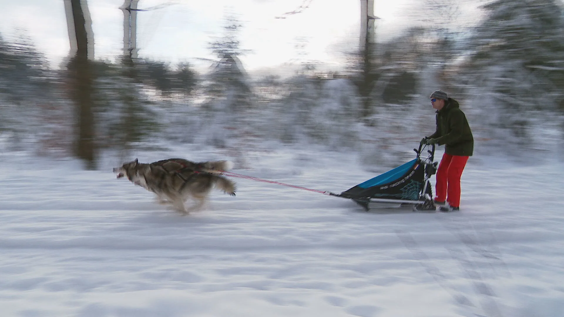 Bram uit Zaltbommel roetsjt met zijn sledehonden door de Achterhoek: 'Wat een cadeautje!'