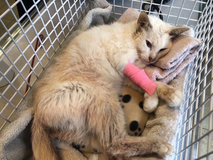 Honderden vlooien worden zwerfpoesje Bonnie fataal: 'Ze was gewoon op'