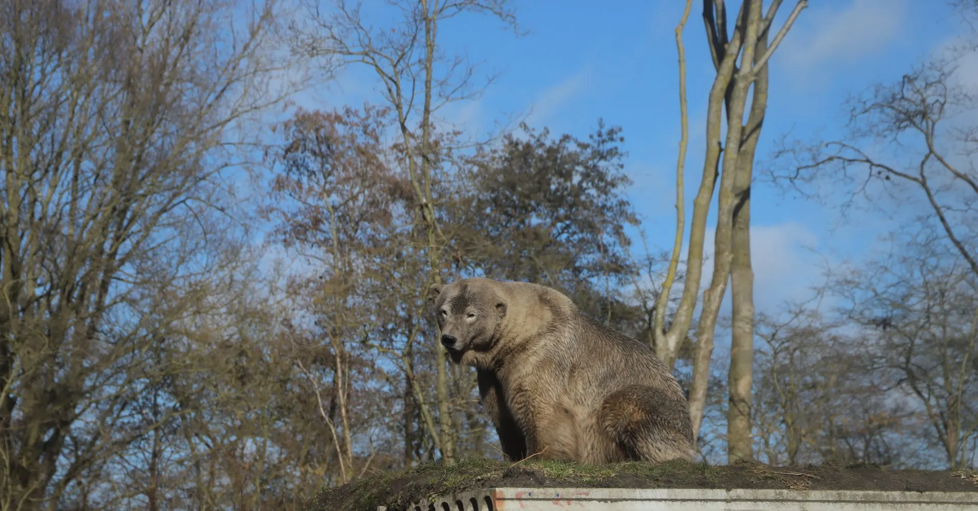 AquaZoo in Leeuwarden heeft een nieuwe bewoner: ijsbeer Rocky
