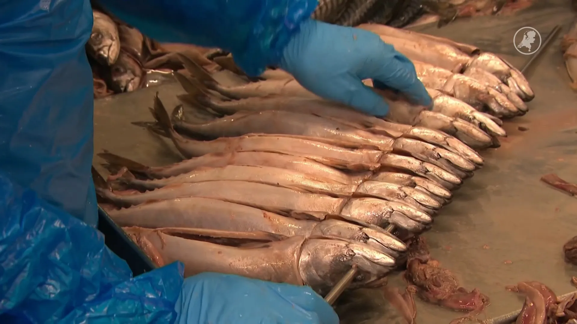 Makreel verdwijnt mogelijk uit supermarkt, vissers maken zich grote zorgen