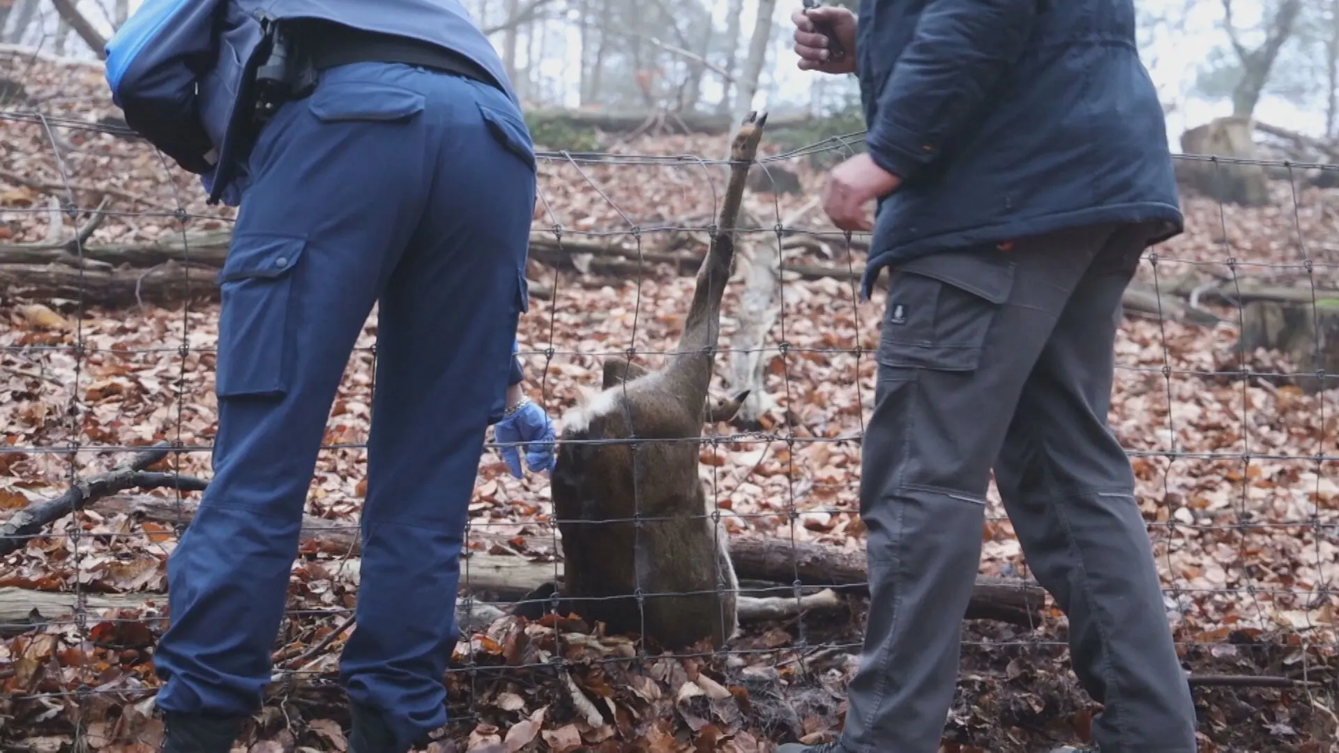 ZIEN: Brandweer bevrijdt ree uit raster