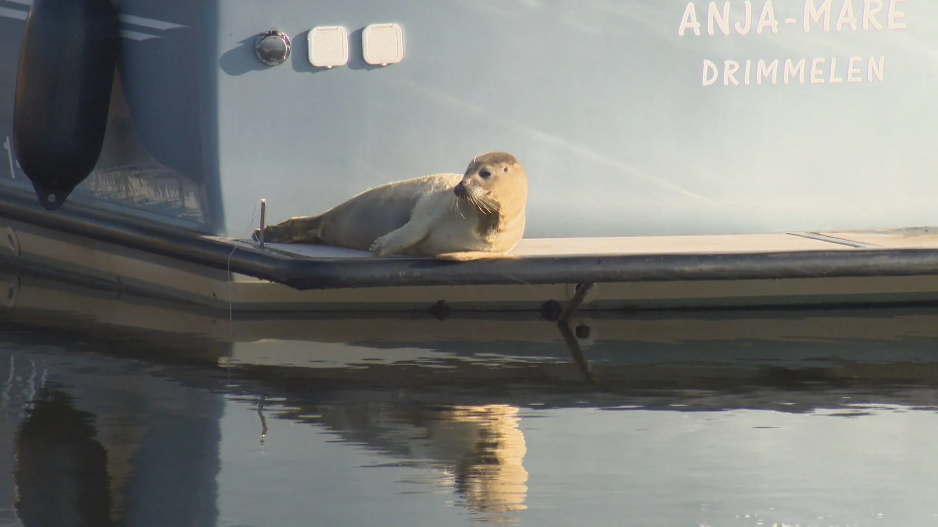 ZIEN: schattig zeehondje rust uit op boot Drimmelen