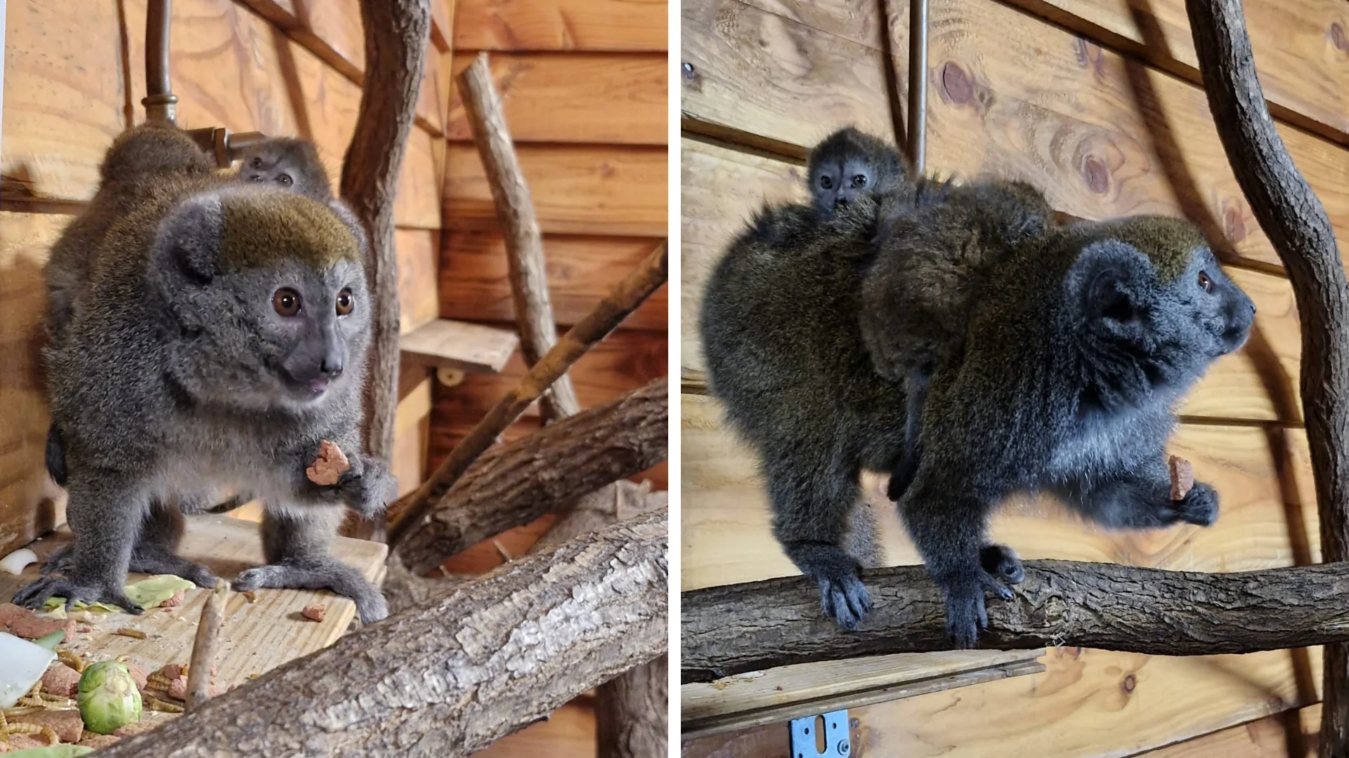 Beschuit met muisjes! Zeldzame halfaapjes geboren in ZooParc Overloon