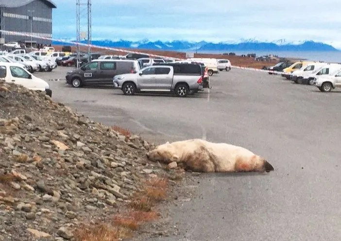 Nederlandse Job (39) op Spitsbergen tijdens slaap gedood door ijsbeer
