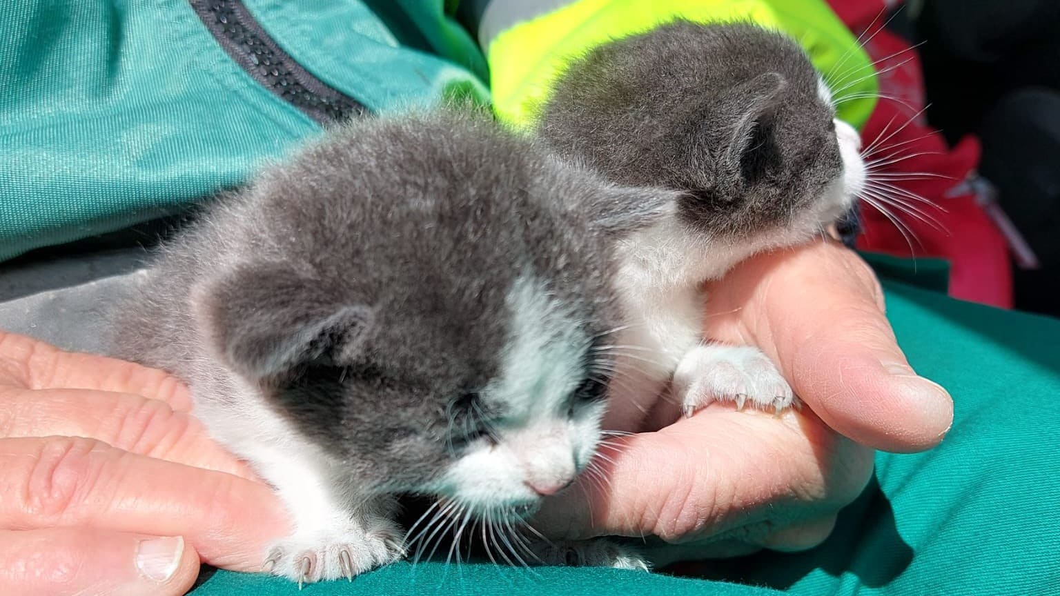 Kittens in een doos bij het grofvuil gezet in Amsterdam