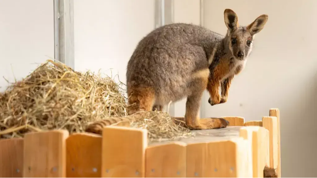Primeur: geelvoet-rotswallaby voor het eerst in Nederland te zien