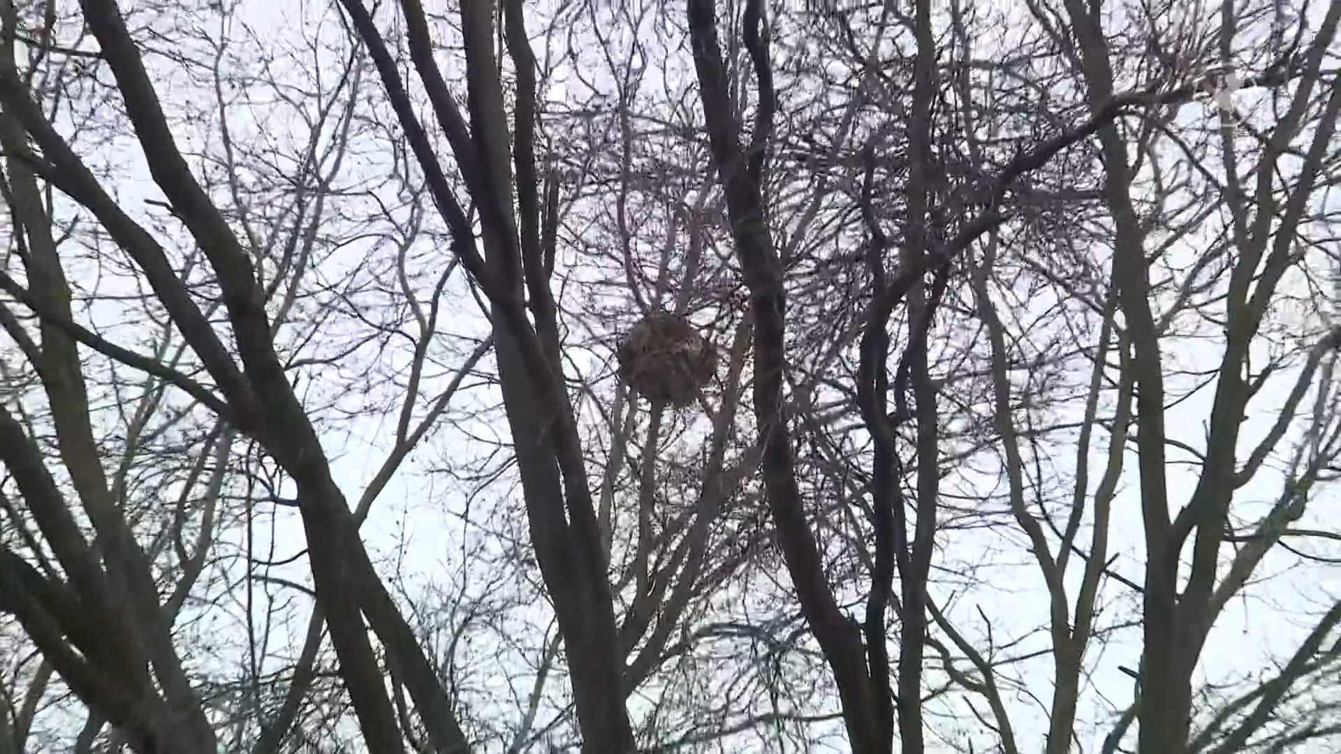 Winter nog niet voorbij, maar gevaar van hoornaar dient zich alweer aan