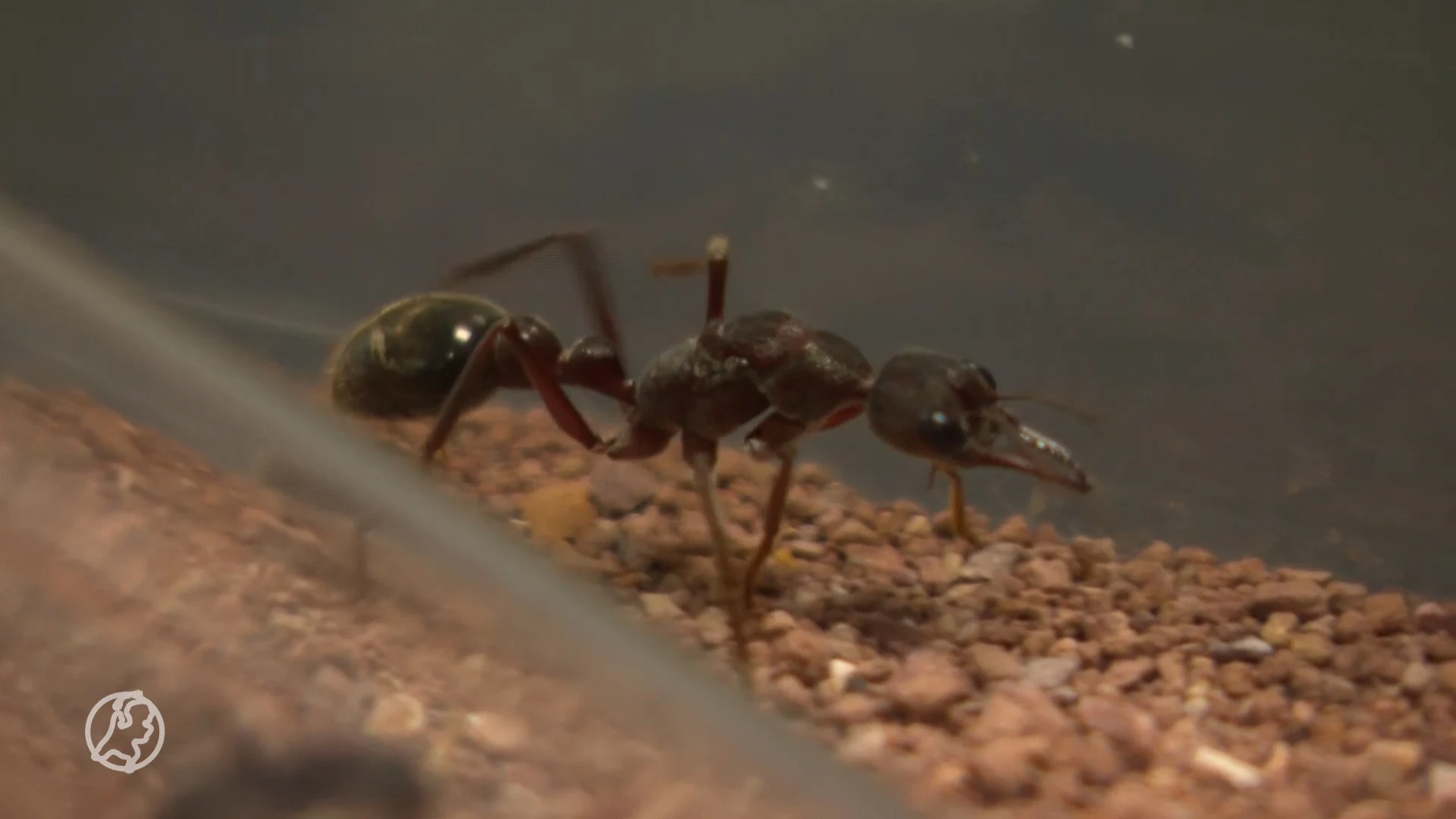 Mier als huisdier? Marijn maakt van hobby een internationaal succes