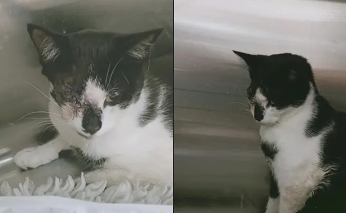 Neergeschoten poes Soof overleden na twee weken vechten voor haar leven: 'Wij gaan haar missen'